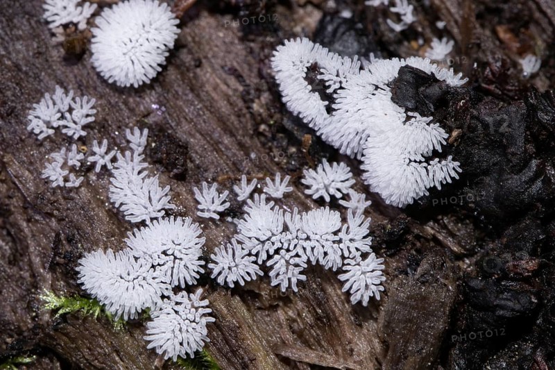 Antler-shaped slime fungus (Ceratiomyxa fruticulosa)