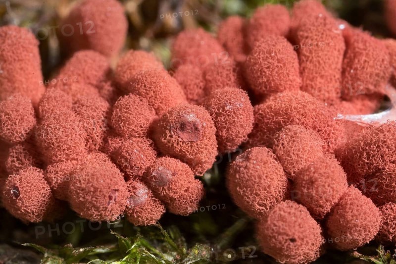 Carnival candy slime mold (Arcyria denudata)