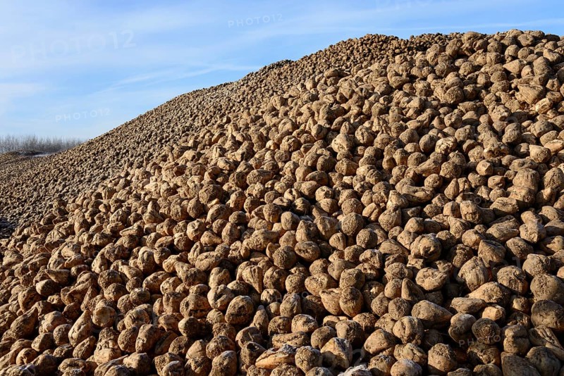 Sugar beet pile