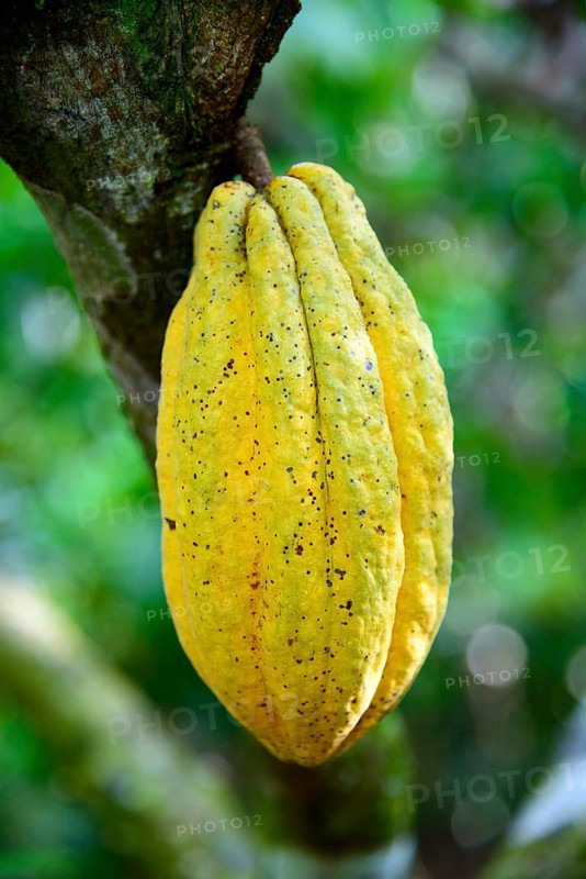 Cocoa