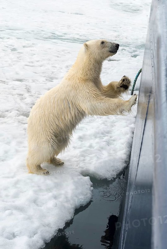 Curious polar bear (Ursus maritimus) jumping on the hull of a ship and trying to enter through a porthole