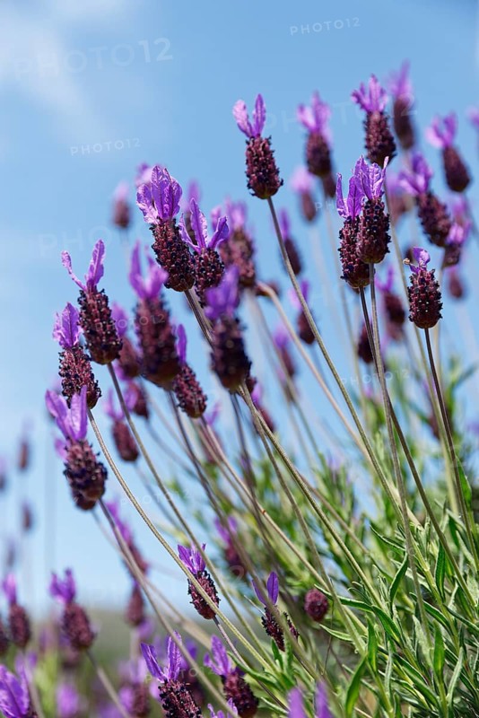 French lavender (Lavandula stoechas)