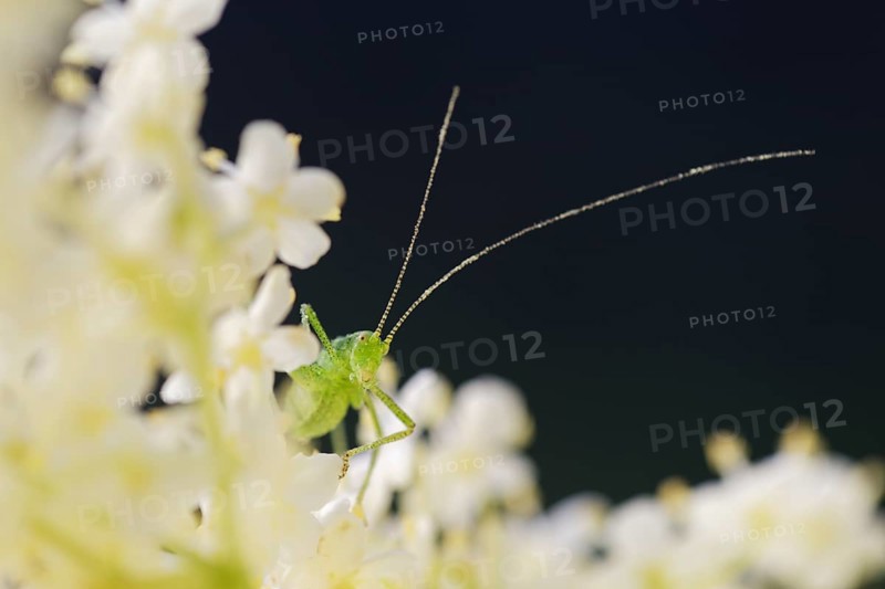 Speckled bush-cricket (Leptophyes punctatissima)