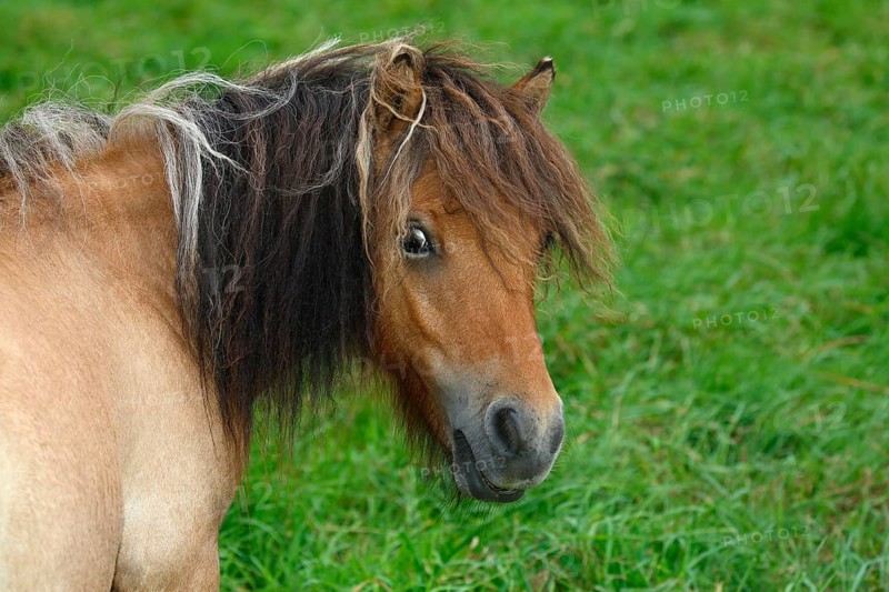 Mini Shetland Pony