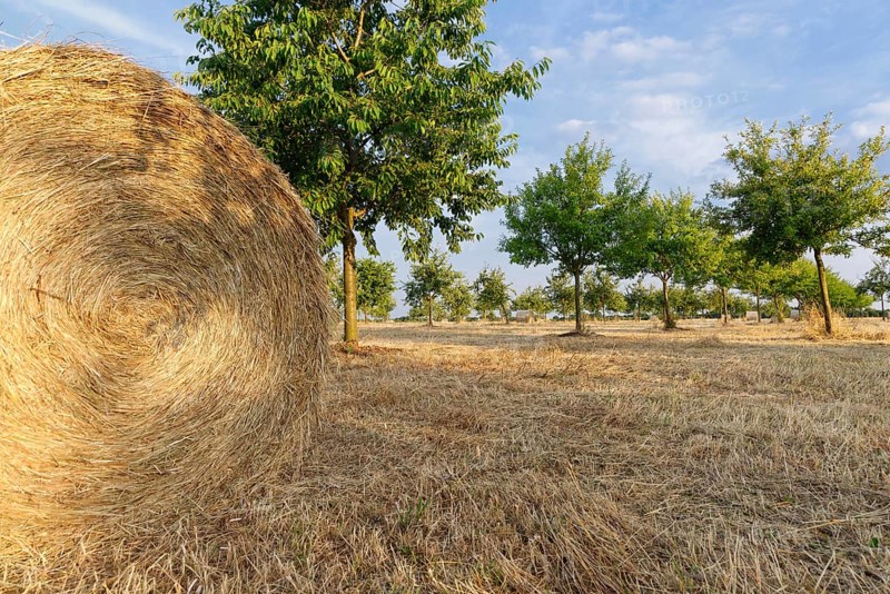 Hay bales in meadow orchard