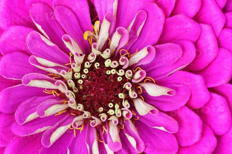 Elegant zinnia (Zinnia elegans)