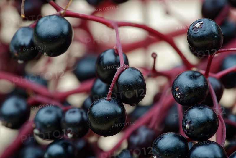 Berries of the black elder (Sambucus nigra)