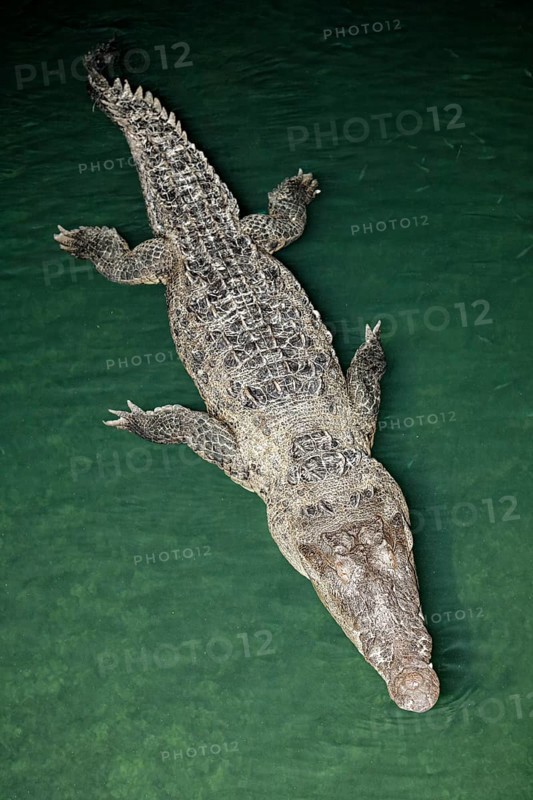 American crocodile (Crocodylus acutus) in the water from above