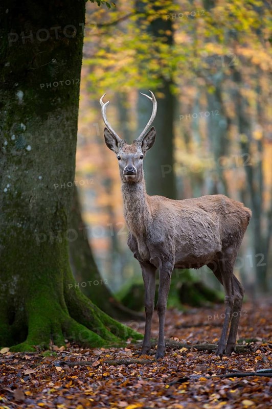 Red deer (Cervus elaphus)