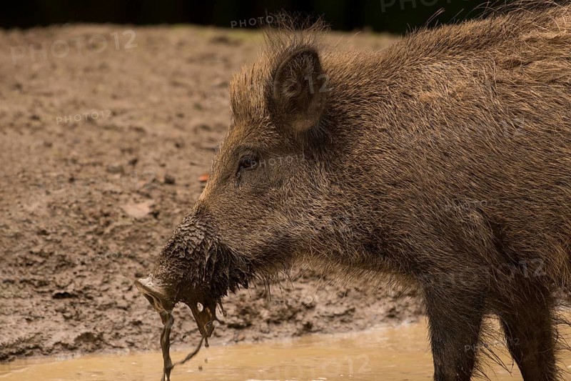 Wild Boar (Sus scrofa)