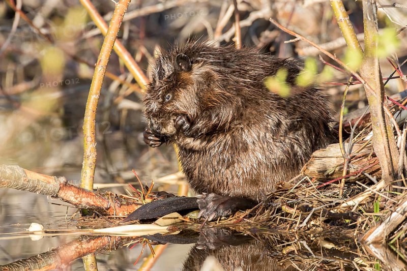 Canadian beaver