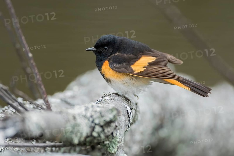 American Redstart