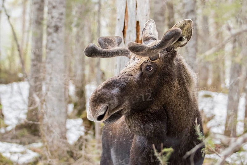 Moose bull in the forest in spring