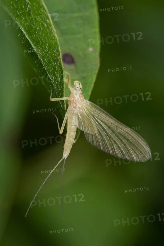 Yellow mayfly (Potamanthus luteus)