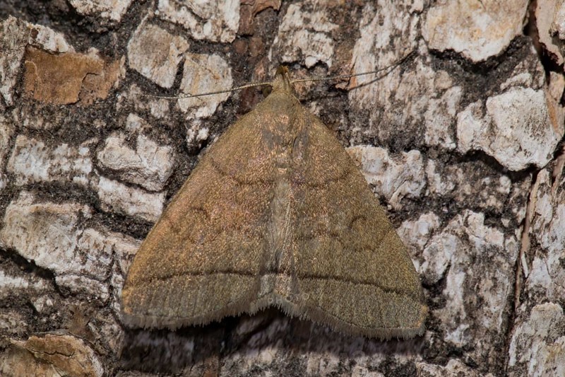 Fanfoot (Zanclognatha tarsipennalis)