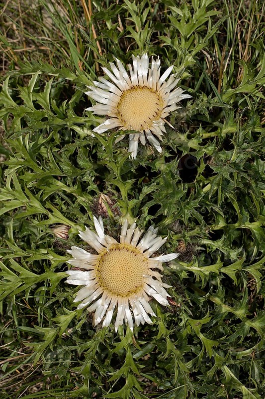 Silver thistle (Carlina acaulis)