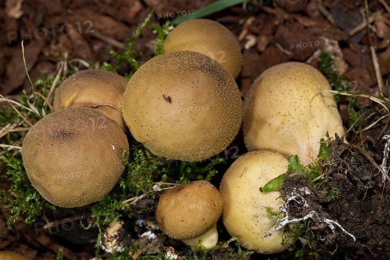 Pear-shaped puffball (Lycoperdon pyriforme)