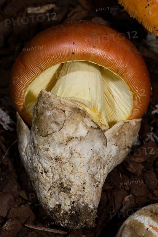 Emperor mushroom