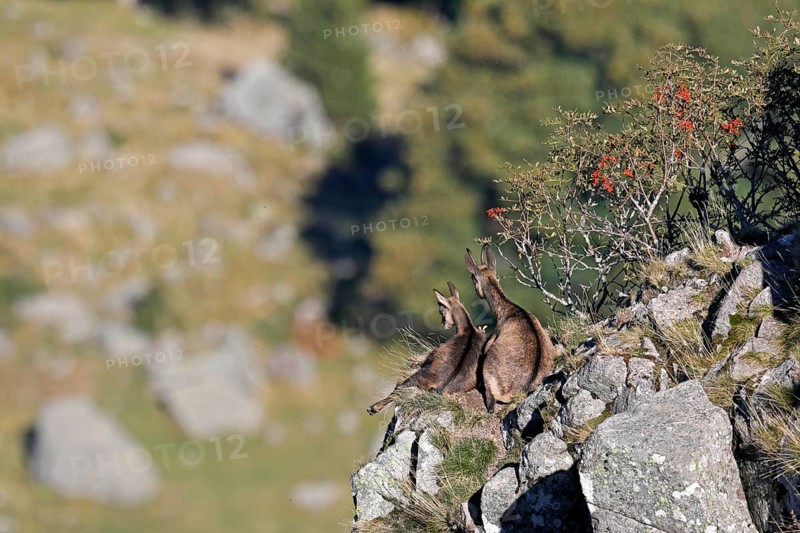 Chamois (Rupicapra rupicapra)