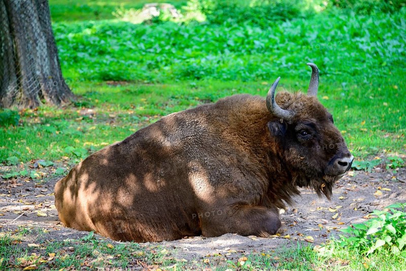 Wisent