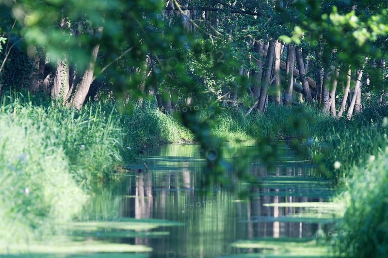 Watercourse through red alder scrub forest (Alnus glutinosa)