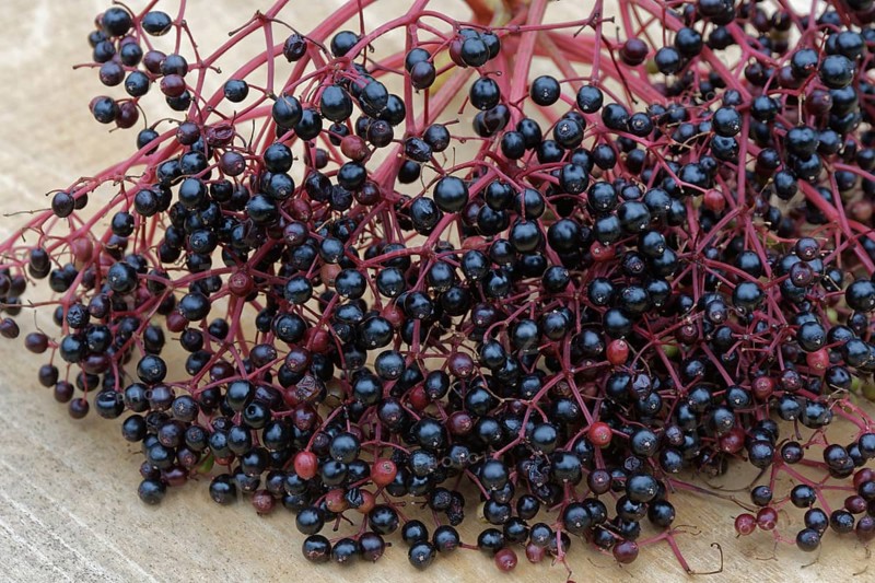 Berries of the black elder (Sambucus nigra)