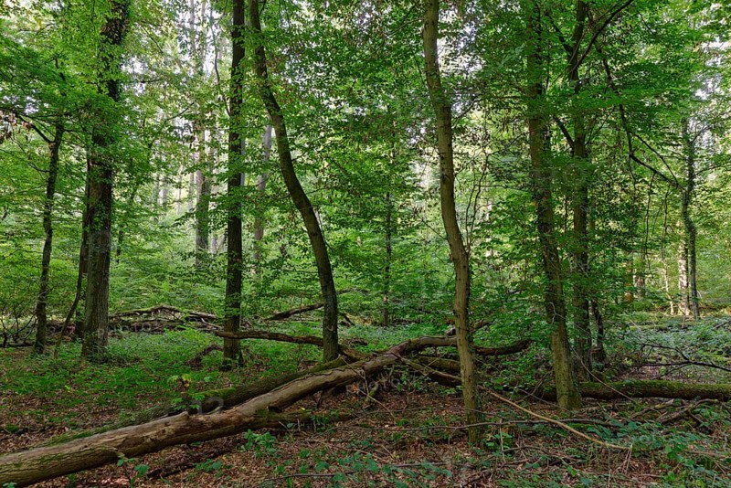 Mixed deciduous forest