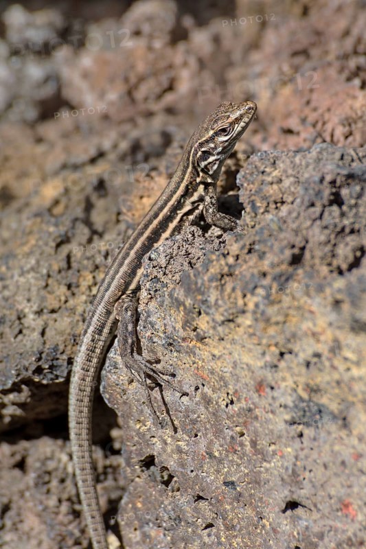 Female Gallotia galloti (Gallotia galloti palmae) El Paso
