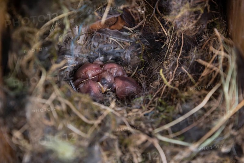 Eurasian tree sparrow (Passer montanus) in nesting box