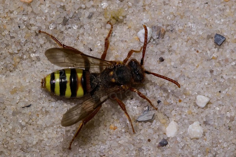 Lathbury's Nomad (Nomada lathburiana) Bee