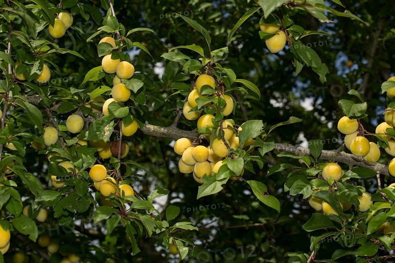 Mirabelle plum (Prunus domestica subsp. syriaca)