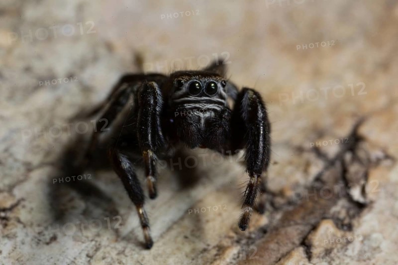 Evarcha arcuata (Evarcha arcuata)