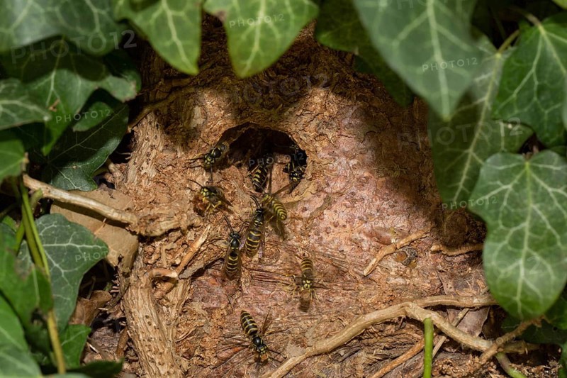 Common wasp (Vespula vulgaris)