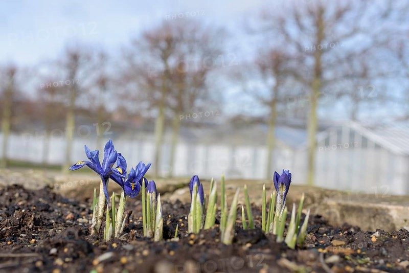 Little Dwarf Iris (Iris histrioides)