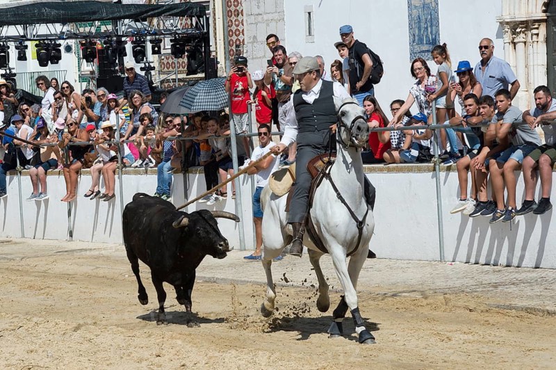 Wild bulls run and are led by riders in the streets