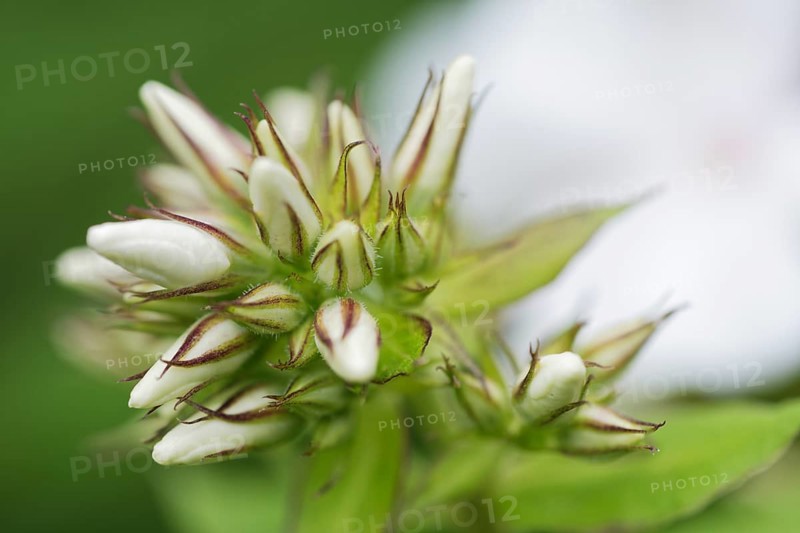 Garden phlox (Phlox paniculata)