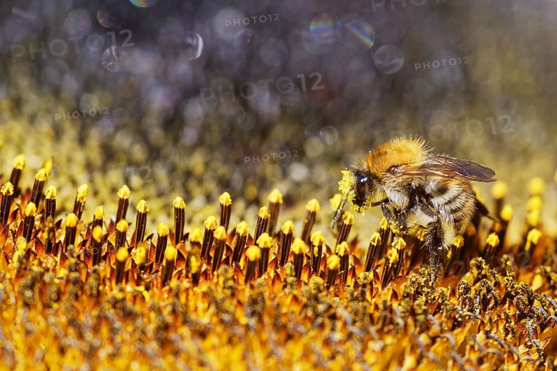 Common Carder-bee (Bombus pascuorum) on sunflower (Helianthus annuus)