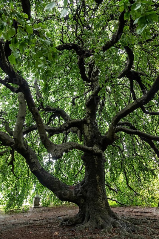 Old tree