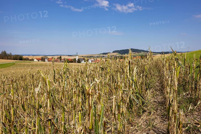 Maize (Zea mays) plants in a field with hail damage after a heavy storm near Schildorn