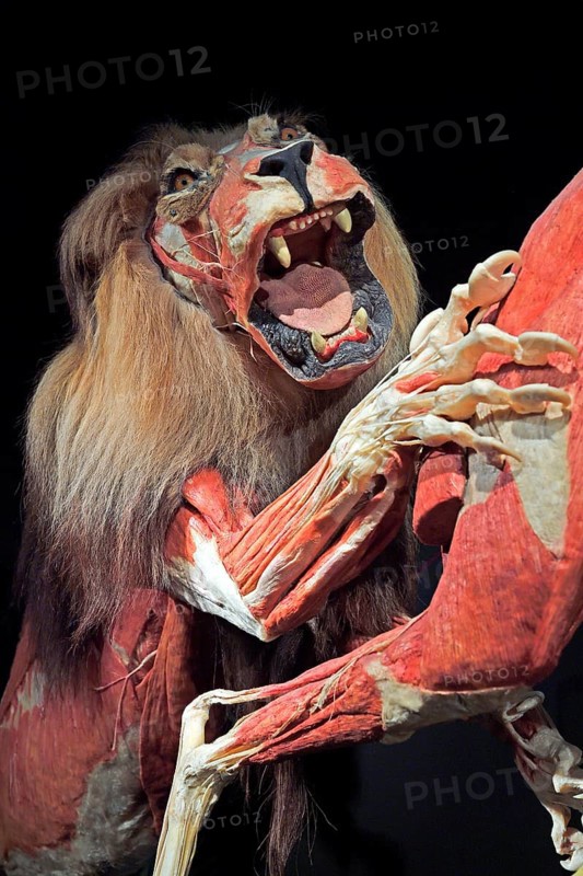 Taxidermy