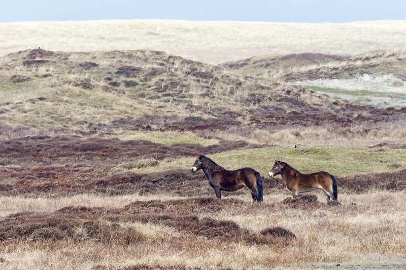 Exmoor Pony
