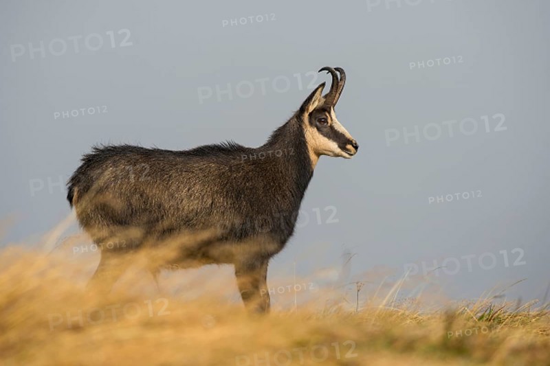 Chamois (Rupicapra rupicapra)