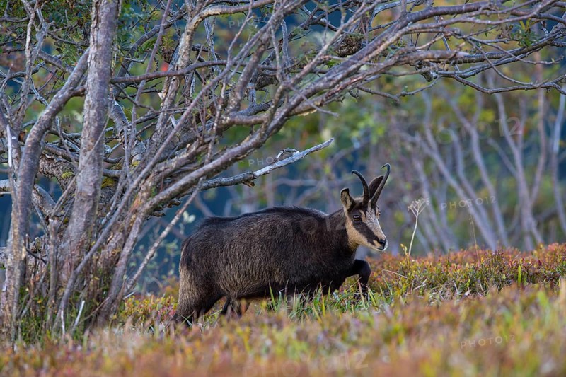 Chamois (Rupicapra rupicapra)