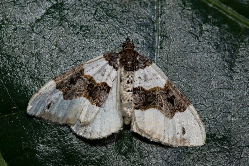 Purple bar (Cosmorhoe ocellata)