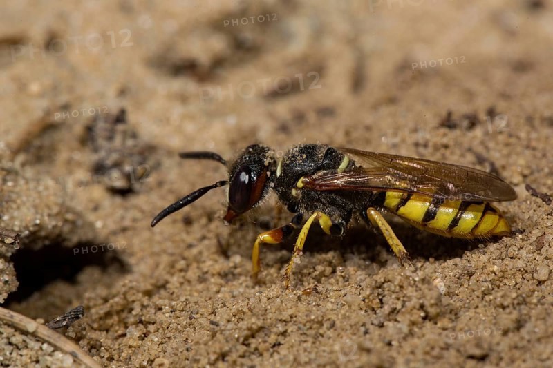 European beewolf (Philanthus triangulum)