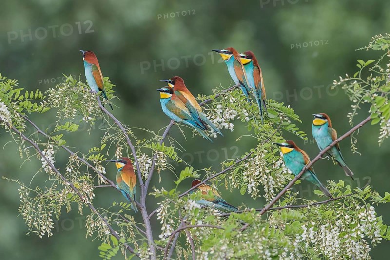 European bee-eaters (Merops apiaster)