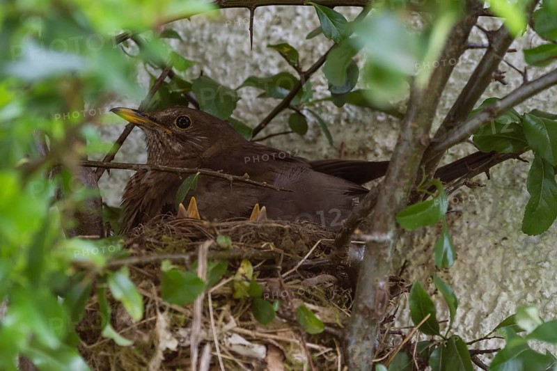 Blackbirds (Turdus merula) females and chicks