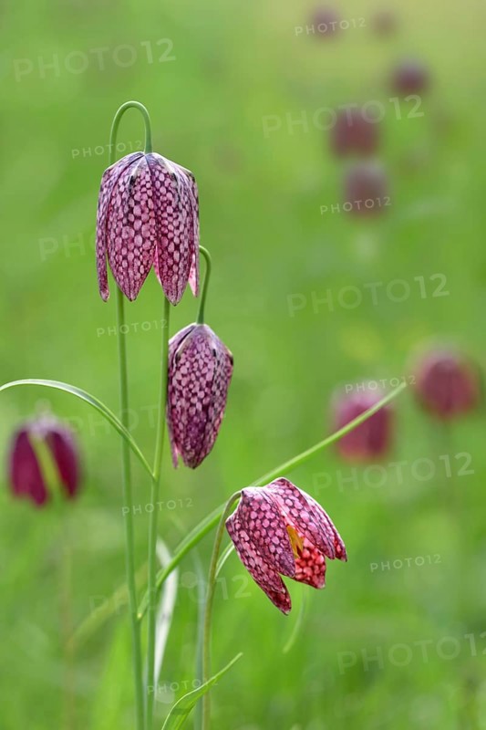 Snake's Head Fritillary (Fritillaria meleagris) Kiebitzei