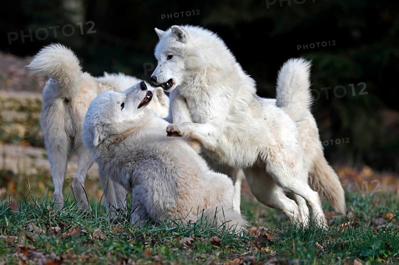 Arctic wolf (Canis lupus arctos)