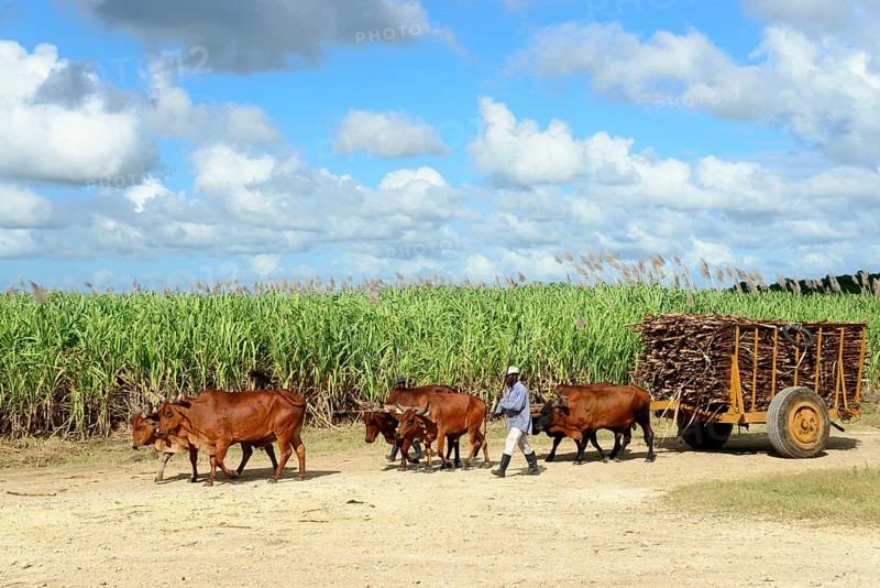 Oxcart